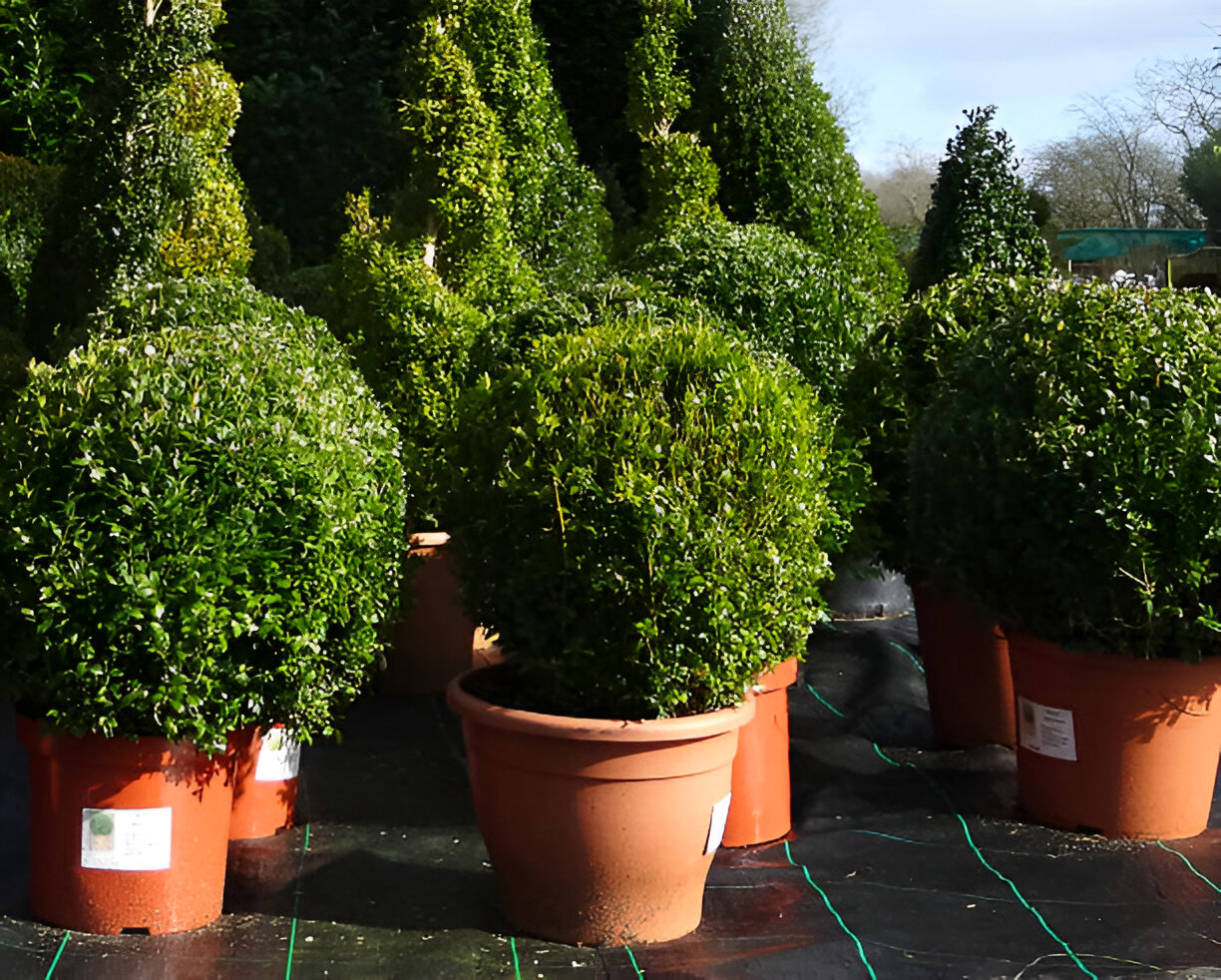 Misty mountain valley covered with pine trees