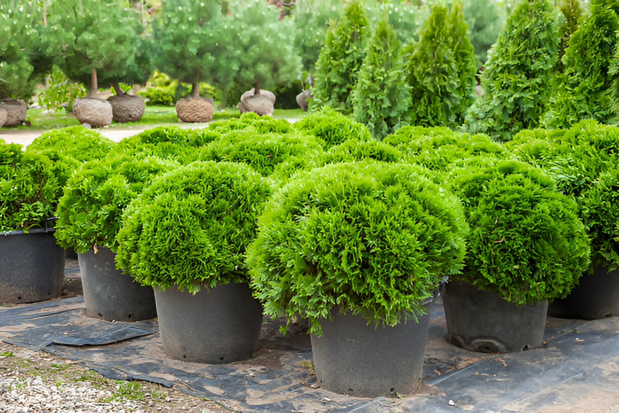Vibrant tropical plant with red-tinted leaves