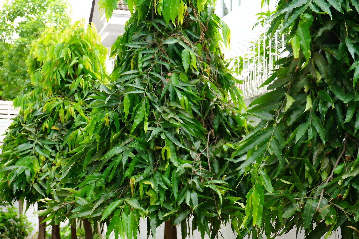 Fresh green leaves with sunlight peeking through