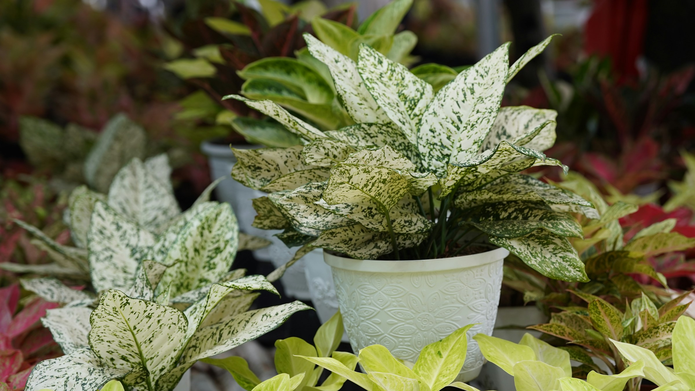 Landscape view of a serene garden with trimmed shrubs